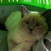 British Shorthair, Kedi lord fotoğrafı