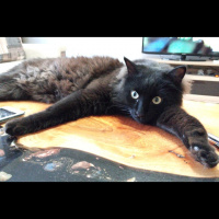 Bombay, Kedi Sibop fotoğrafı