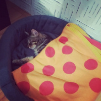 Tekir Kedi, Kedi Miço fotoğrafı