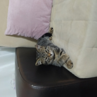 Tekir Kedi, Kedi Miço fotoğrafı