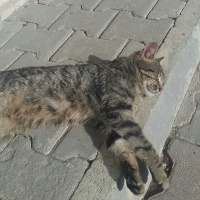 Tekir Kedi, Kedi Simba fotoğrafı