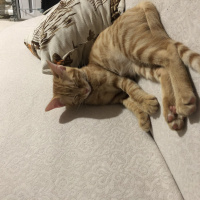 Sarman, Kedi Lapa fotoğrafı