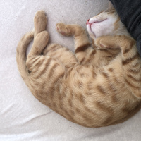 Sarman, Kedi Lapa fotoğrafı