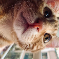 Sarman, Kedi Lapa fotoğrafı