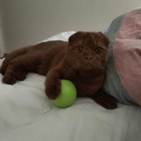 Scottish Fold, Kedi Tokyo fotoğrafı