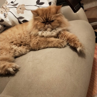 İran Kedisi (Persian), Kedi Peri fotoğrafı