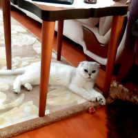 Scottish Fold, Kedi Zarife fotoğrafı