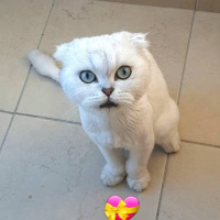 Scottish Fold, Kedi Zarife fotoğrafı