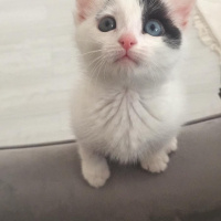 Tekir Kedi, Kedi ARES fotoğrafı
