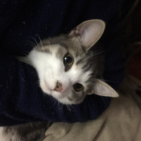 Tekir Kedi, Kedi Emma fotoğrafı