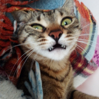 Tekir Kedi, Kedi Mars fotoğrafı