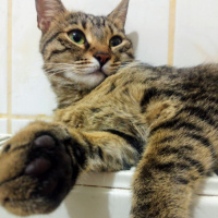 Tekir Kedi, Kedi Mars fotoğrafı