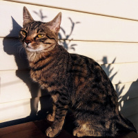 Tekir Kedi, Kedi Mars fotoğrafı