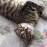 Tekir Kedi, Kedi Mars fotoğrafı