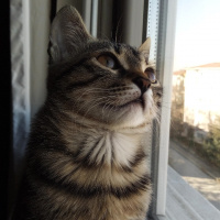 Tekir Kedi, Kedi Mars fotoğrafı