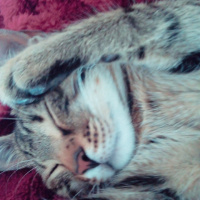 Tekir Kedi, Kedi Mars fotoğrafı