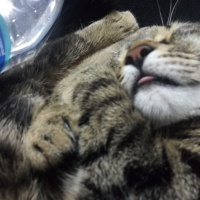 Tekir Kedi, Kedi Mars fotoğrafı