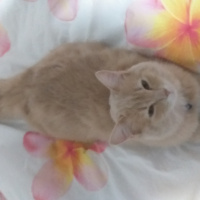 Nebelung, Kedi Kimyon fotoğrafı