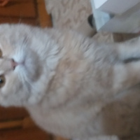 Nebelung, Kedi Kimyon fotoğrafı