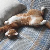 Sarman, Kedi Sezar fotoğrafı