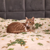 Sarman, Kedi Sezar fotoğrafı