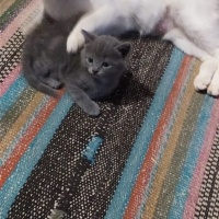 Tekir Kedi, Kedi Zeyna fotoğrafı