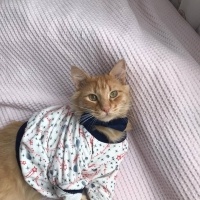 Sarman, Kedi Leon fotoğrafı