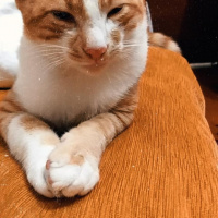 Sarman, Kedi Haydut fotoğrafı