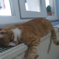 Sarman, Kedi Haydut fotoğrafı