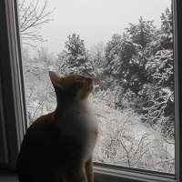 Sarman, Kedi Haydut fotoğrafı