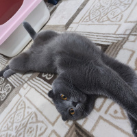 Scottish Fold, Kedi Leyla fotoğrafı