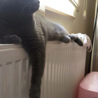 Scottish Fold, Kedi Leyla fotoğrafı