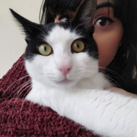 Tekir Kedi, Kedi Merlin fotoğrafı