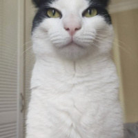 Tekir Kedi, Kedi Merlin fotoğrafı