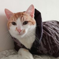 Sarman, Kedi Behlül fotoğrafı