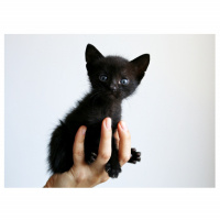 Bombay, Kedi Paytak fotoğrafı