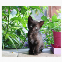 Bombay, Kedi Paytak fotoğrafı