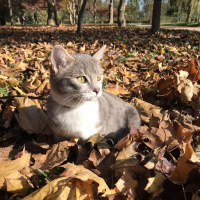 Tekir Kedi, Kedi  HERA fotoğrafı