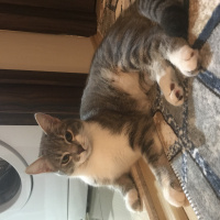 Tekir Kedi, Kedi  HERA fotoğrafı