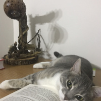 Tekir Kedi, Kedi  HERA fotoğrafı