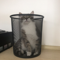 Tekir Kedi, Kedi  HERA fotoğrafı