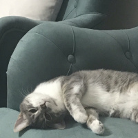 Tekir Kedi, Kedi  HERA fotoğrafı