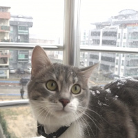 Tekir Kedi, Kedi  HERA fotoğrafı