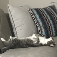 Tekir Kedi, Kedi  HERA fotoğrafı