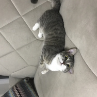 Tekir Kedi, Kedi  HERA fotoğrafı