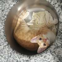 Sarman, Kedi Müslüm fotoğrafı