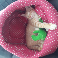 Sarman, Kedi Müslüm fotoğrafı