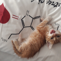 Sarman, Kedi Müslüm fotoğrafı