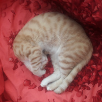 Sarman, Kedi Müslüm fotoğrafı