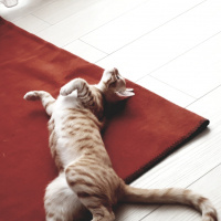 Sarman, Kedi Müslüm fotoğrafı